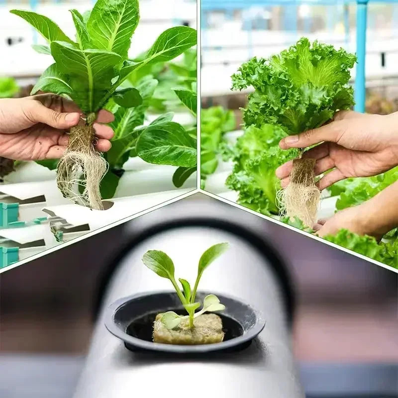 50/100x Stonewool Hydroponic Grow Media Cubes Garden Seedling Block Water Cultivation Seed Sowing Germination Culture Substrate