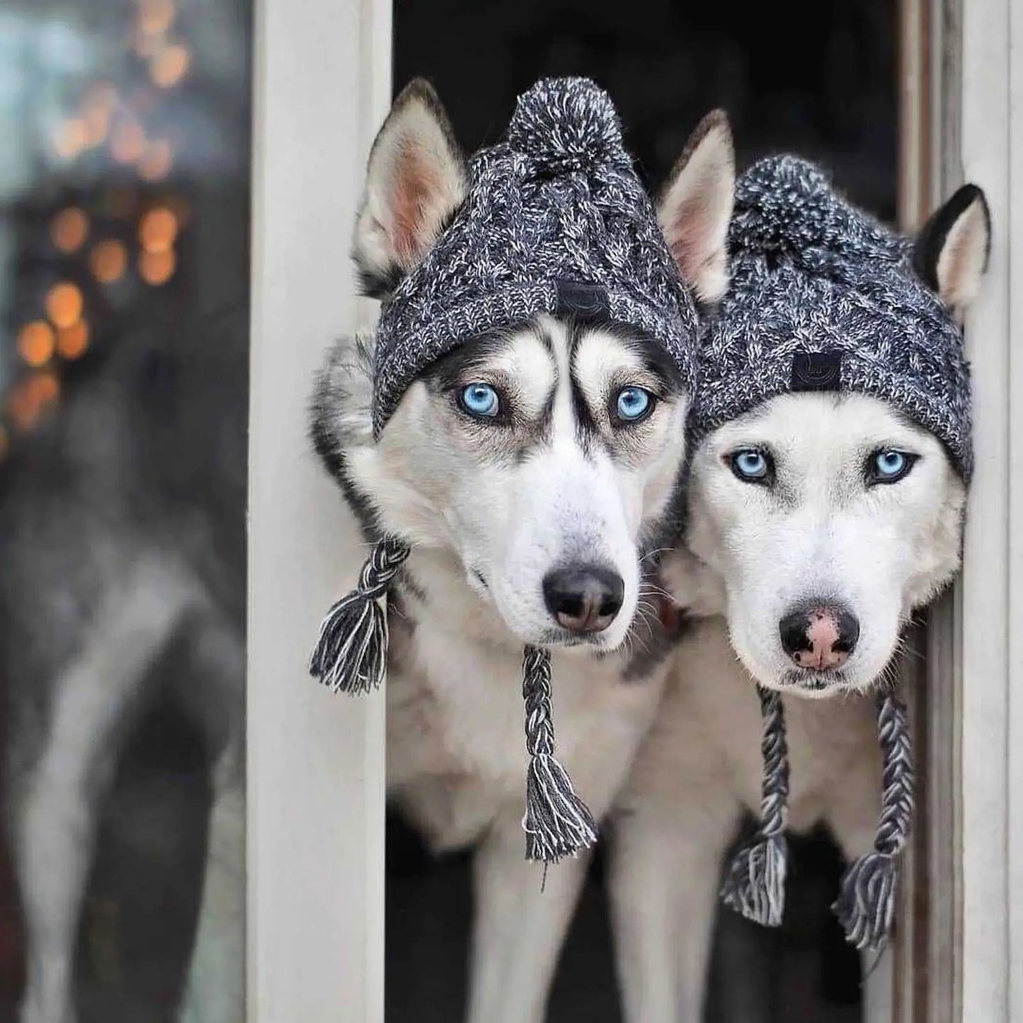 Chapeau d'hiver chaud pour chien, coupe-vent, tricoté, bouledogue français, chihuahua, peluche, accessoires pour chiots