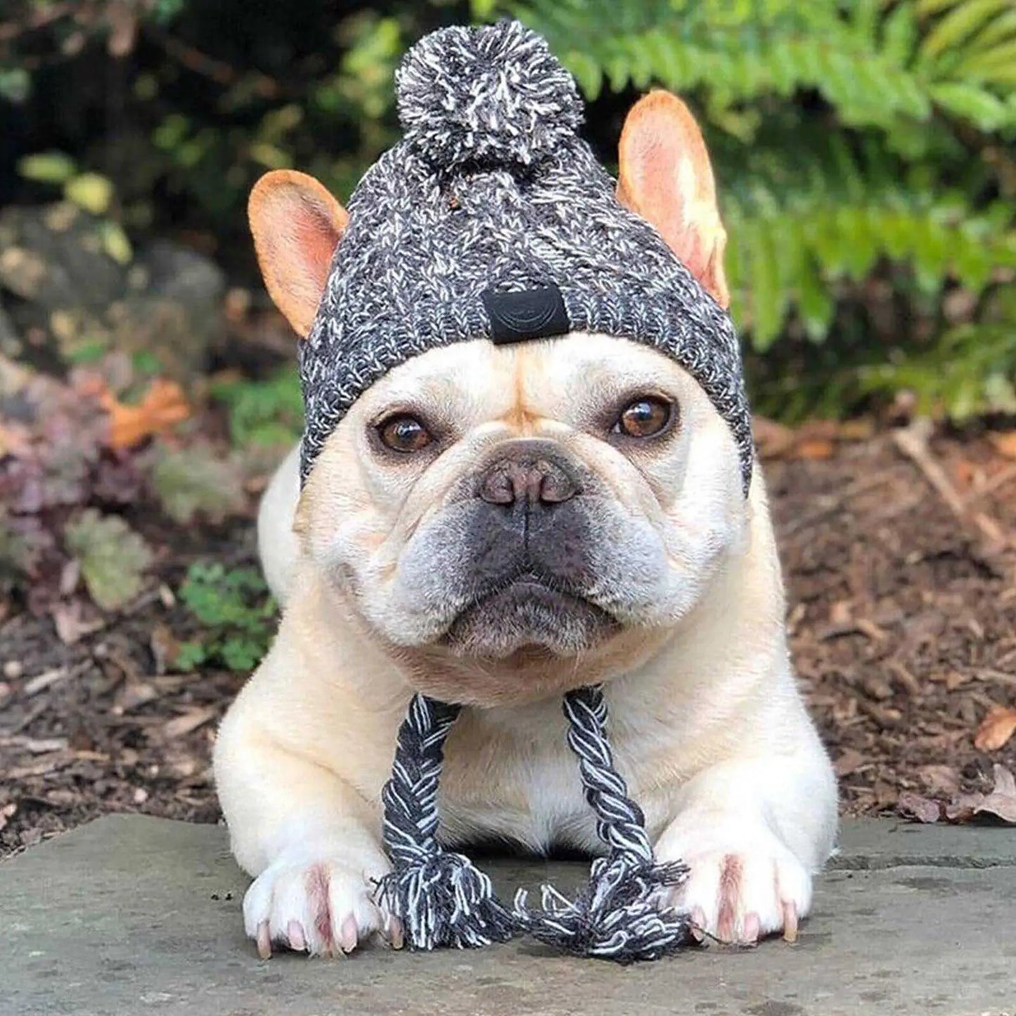 Chapeau d'hiver chaud pour chien, coupe-vent, tricoté, bouledogue français, chihuahua, peluche, accessoires pour chiots
