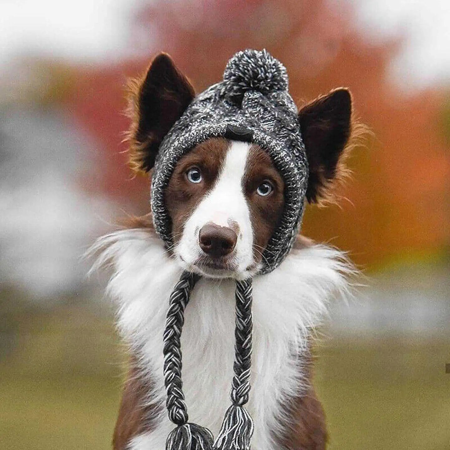 Chapeau d'hiver chaud pour chien, coupe-vent, tricoté, bouledogue français, chihuahua, peluche, accessoires pour chiots