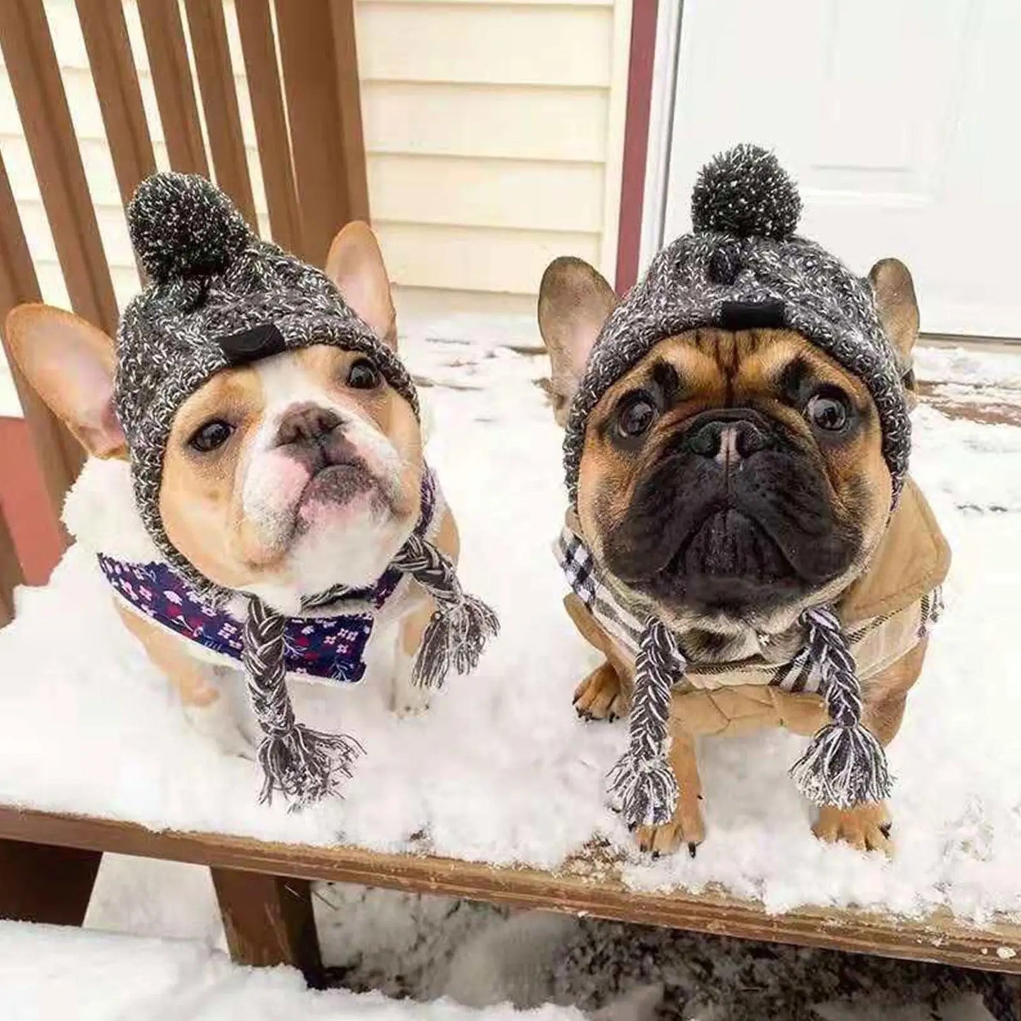 Chapeau d'hiver chaud pour chien, coupe-vent, tricoté, bouledogue français, chihuahua, peluche, accessoires pour chiots