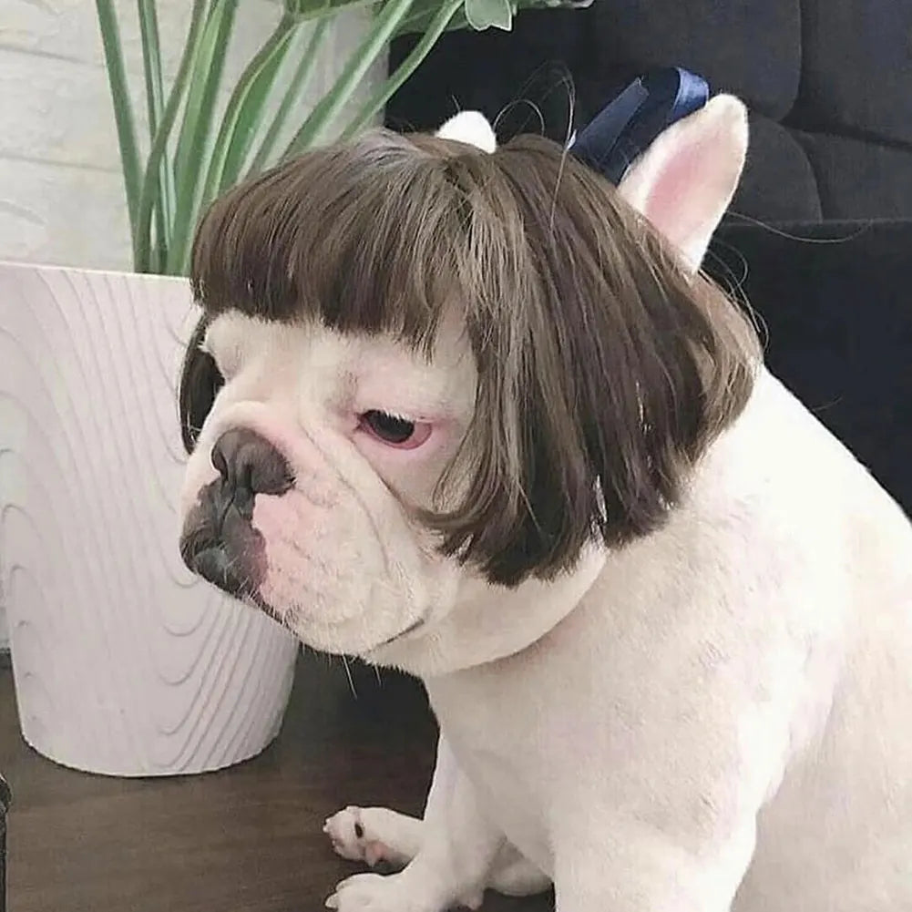 Perruque de cosplay amusante pour animal de compagnie, perruque courte pour chien, décorations pour animaux de compagnie, chapeau en poils de chat, fournitures d'Halloween et de Noël