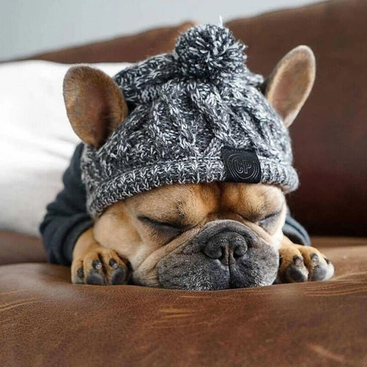 Chapeau d'hiver chaud pour chien, coupe-vent, tricoté, bouledogue français, chihuahua, peluche, accessoires pour chiots