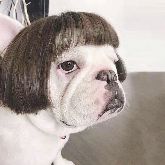Perruque de cosplay amusante pour animal de compagnie, perruque courte pour chien, décorations pour animaux de compagnie, chapeau en poils de chat, fournitures d'Halloween et de Noël